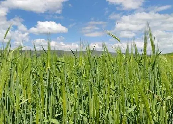 果实成熟|青稞什么季节成熟
