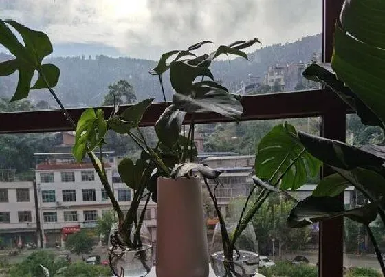 植物百科|和龟背竹很像的植物