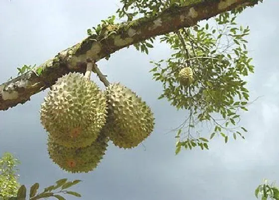 生长环境|菠萝蜜生长环境条件及特点