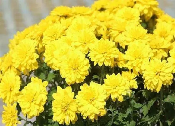 植物寓意|表示哀悼的花 花语是哀悼的花有哪些