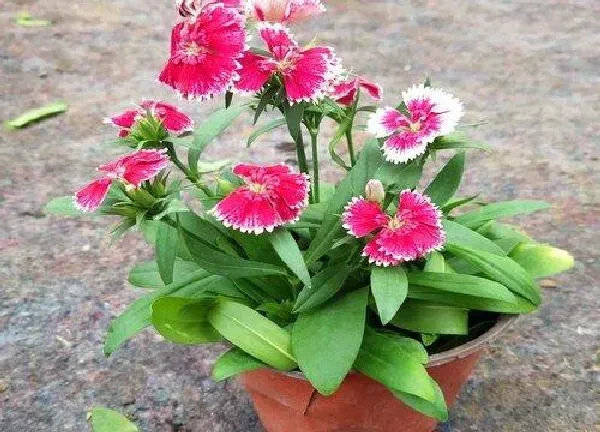 植物浇水|石竹花多久浇一次水