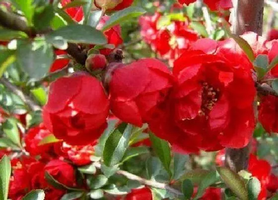 植物种类|海棠花有多少品种（最漂亮最好看海棠品种及图片大全）