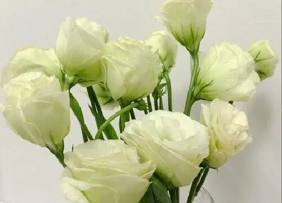 花语|代表唯一的花是什么花 什么花代表唯一的爱