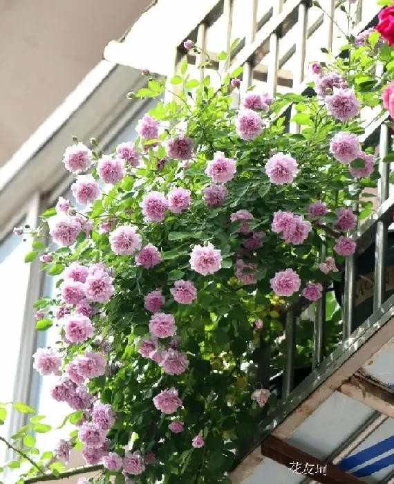 植物百科|藤本蓝色阴雨月季的优缺点（阳台养蓝色阴雨一年四季开花）