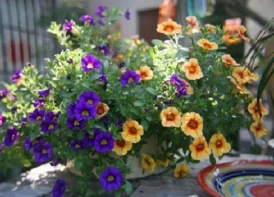 花期|百万小玲花期是什么时候