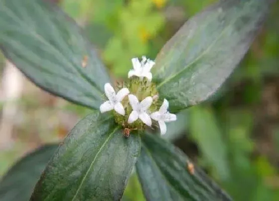 植物百科|阔叶花卉有哪些