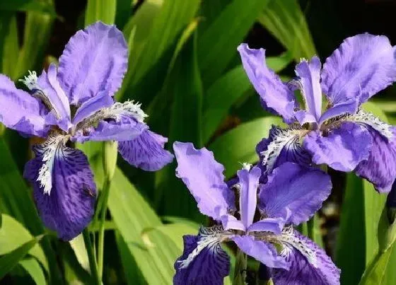 花期|鸢尾花期多长时间