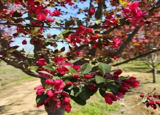 花期|海棠花期是什么时候