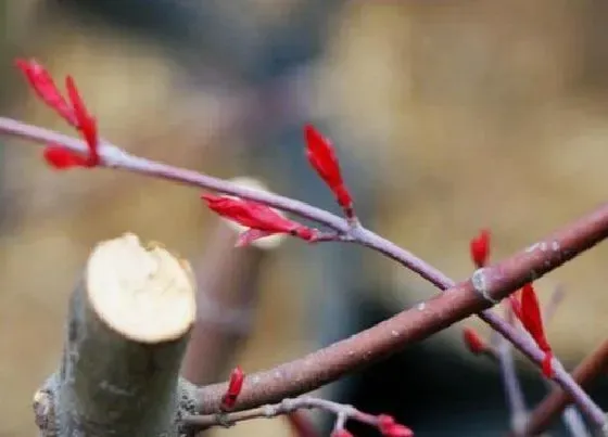 种植管理|红枫摘心打顶时间与方法