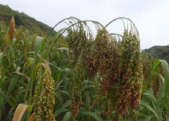 植物百科|蜀子是什么植物类别