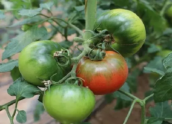 植物施肥|番茄施什么肥合适