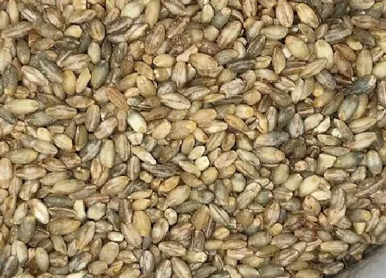 植物百科|青稞是什么植物