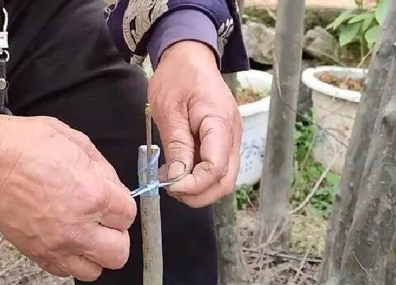 植物嫁接|紫薇嫁接时间和方法