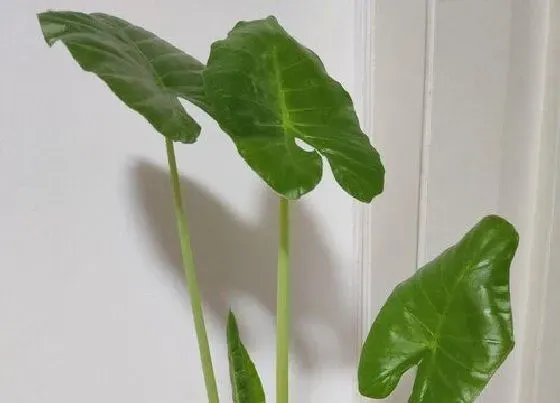植物毒性|滴水观音开花有毒吗 对人有害吗
