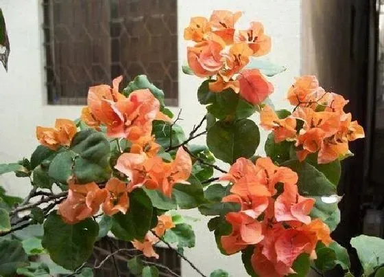 植物产地|三角梅产地在什么地方 分布在哪些地区