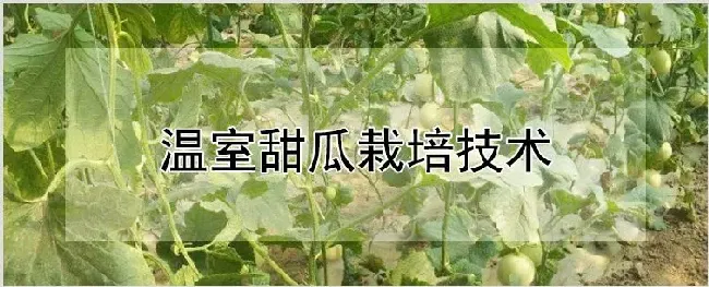 温室甜瓜栽培技术 | 自然知识