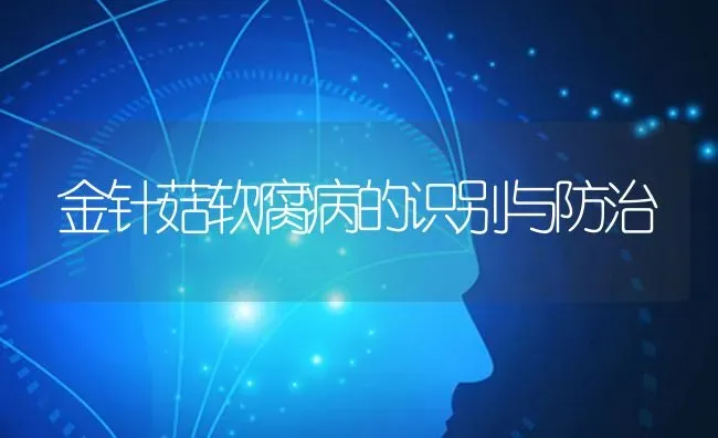 金针菇软腐病的识别与防治 | 食用菌种植