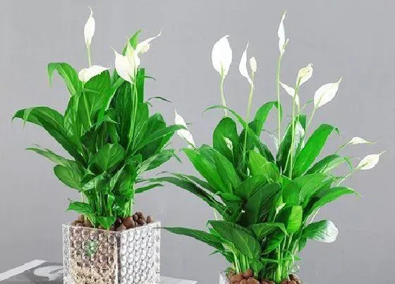 植物排行|风水植物有哪些