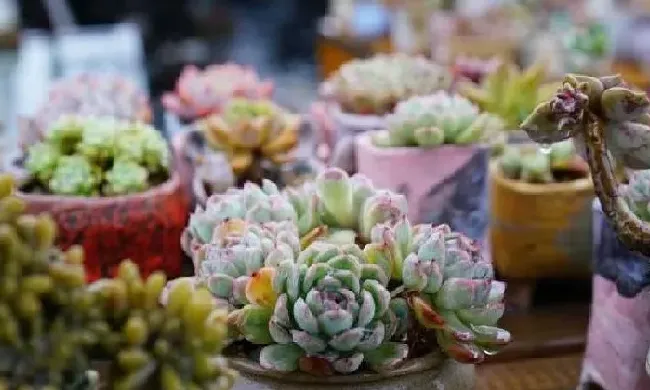 养殖科普|多肉被雨淋湿怎么处理（多肉植物被大雨淋了怎么办）