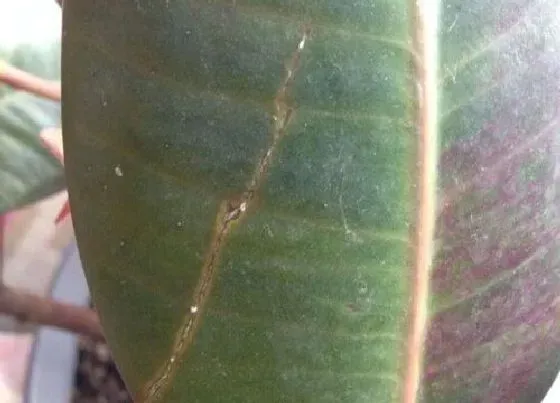 植物病害|橡皮树炭疽病发病原因及用药治疗
