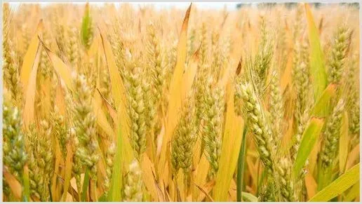 河南小麦什么时候收割？价格多少钱一斤能赚钱吗 | 种植技术