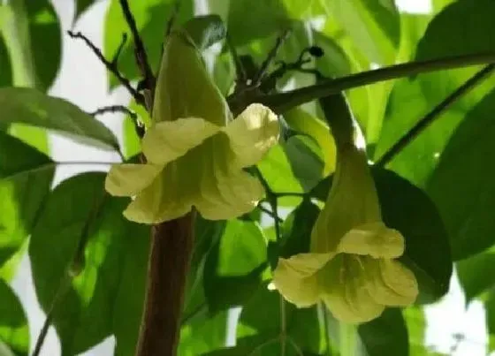 开花时间|幸福树多久开花一次