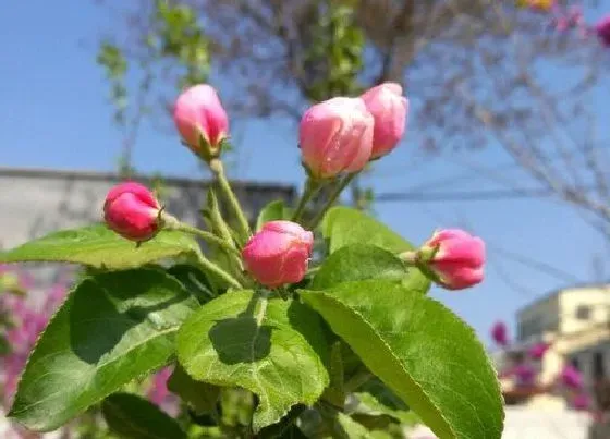 不开花|海棠花为什么不开花