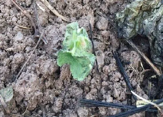 植物播种|黄秋葵什么时候播种最好