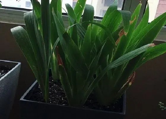 阳台摆放|深圳阳台适合养什么花