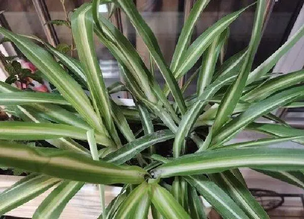 植物浇水|吊兰几天浇一次水最好 一次浇多少为宜