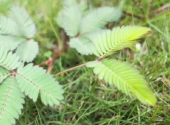 植物百科|含羞草会开花吗 开花的颜色与样子