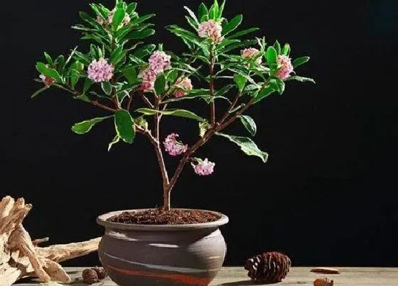 开花时间|金边瑞香一年开几次花