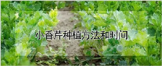 小香芹种植方法和时间 | 养殖技术