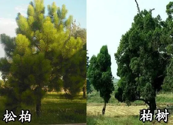 植物种类|松柏和柏树是一种树吗