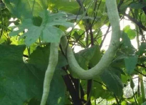 种植方法|蛇瓜种植时间和方法