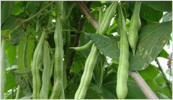 四季豆从种到摘要多少天 | 种植技术