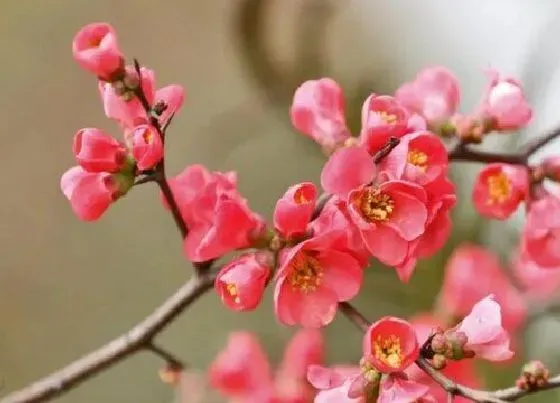 开花时间|盘龙香一年开几次花 什么时候开花