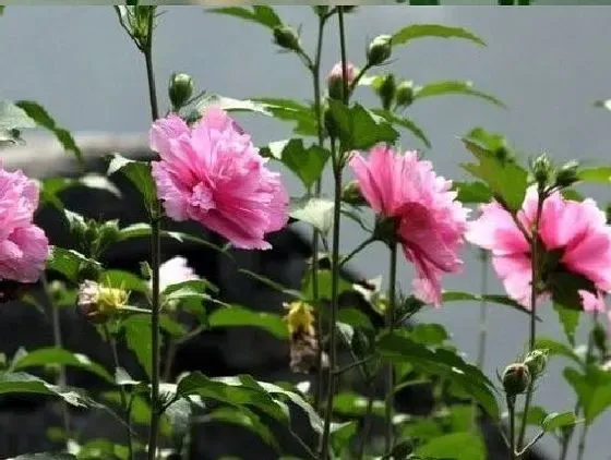 植物修剪|木菊什么时候剪枝合适 几月修剪为最佳时间