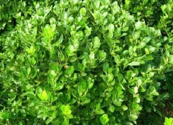 冬天植物|雀舌黄杨耐寒吗