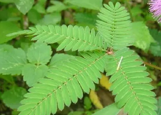 植物百科|含羞草会开花吗 开花的颜色与样子