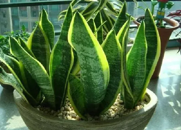 养殖科普|虎皮兰喜水吗 虎皮兰是喜水植物吗