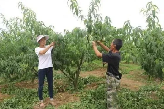 种植管理|摘完桃子后桃树怎么管理，桃树摘果后喷药施肥管理技术）