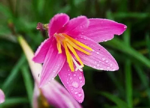 植物浇水|风雨兰多久浇一次水