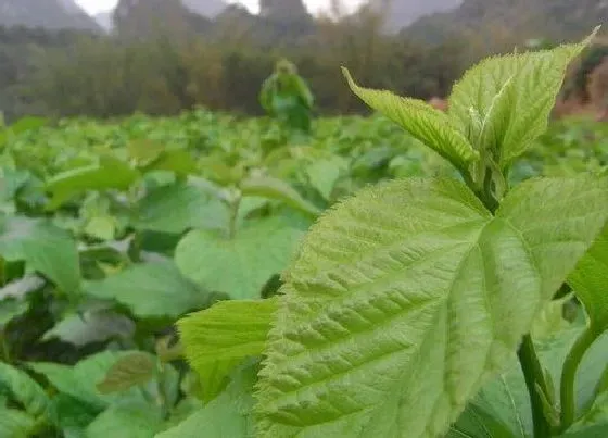 冬天植物|过冬落叶的树木是什么树木（冬天光秃秃的灌木种类和形状）