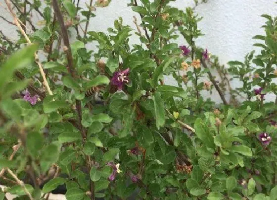 植物百科|枸杞开花吗 开花什么样子