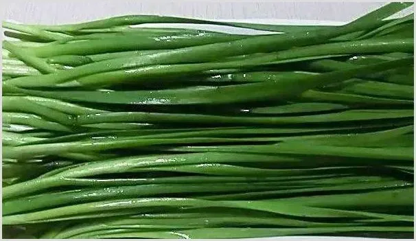 韭菜夏天可以种吗 | 养殖技术