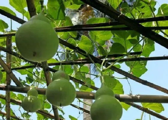 种植管理|葫芦几月份种植合适