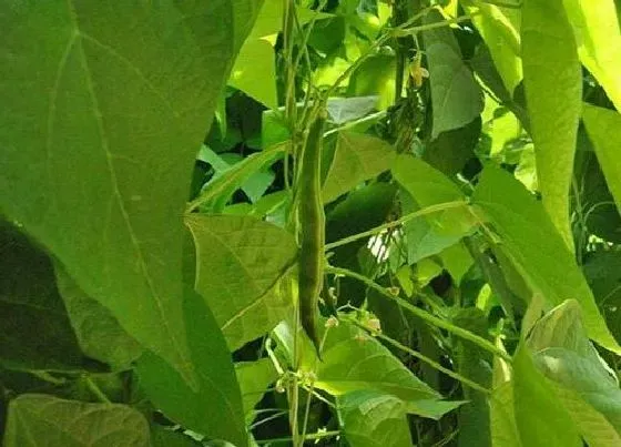 种植管理|北方扁豆几月份种植合适