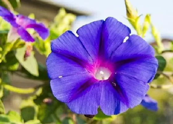花语|紫色牵牛花的花语是什么含义