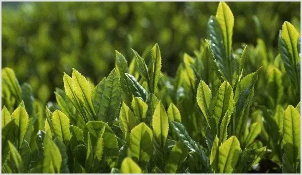 茶叶烘焙提香的方法 | 种植资料